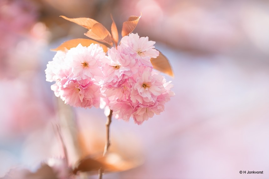 pretty in pink, bloesem, blossom, Flora, voorjaar, voorjaarsgevoel, spring, uitlopende bomen, roze, pink, Canon eos R, Canon EF 200mm f2L IS USM, Fotografie, Foto, Photography, Photo
